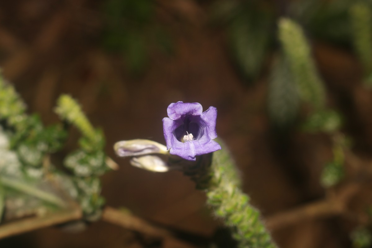 Strobilanthes auriculata var. dyeriana (Mast.) J.R.I.Wood